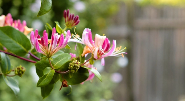 June Notes from the Potting Shed with Gardening Expert Chris Milborne