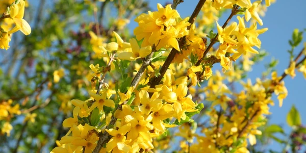 March Notes From the Potting Shed with Gardening Expert Chris Milborne