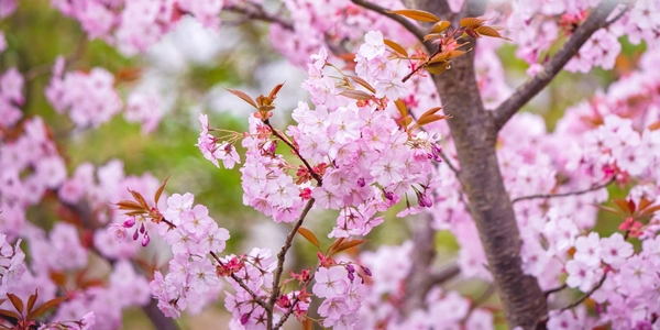 May Notes from the Potting Shed with Gardening Expert Chris Milborne