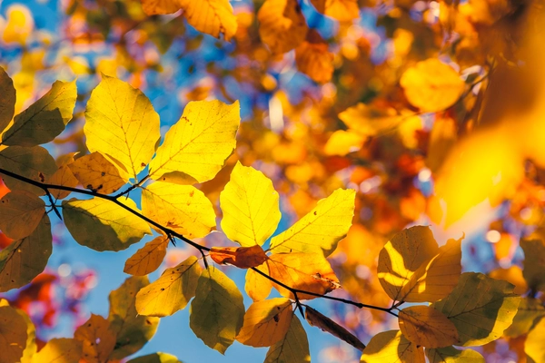 November Notes from the Potting Shed with Gardening Expert Chris Milborne