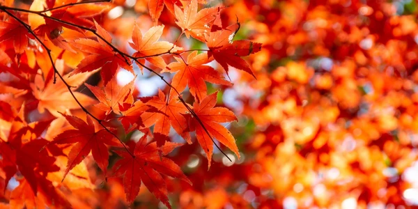 October Notes from the Potting Shed with Gardening Expert Chris Milborne
