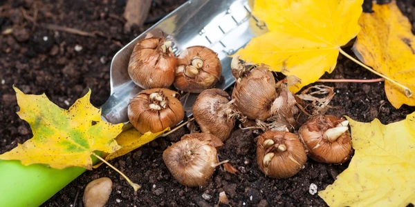 September Notes from the Potting Shed with Gardening Expert Chris Milborne