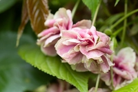 Prunus Sumaura Fugenzo