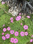 RHS Chelsea 2026 - Final Photos