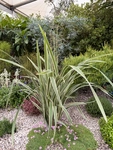 RHS Chelsea 2026 - Final Photos