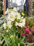 RHS Chelsea 2026 - Final Photos