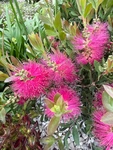 RHS Chelsea 2026 - Final Photos