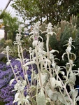 RHS Chelsea 2026 - Final Photos