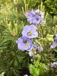 RHS Chelsea 2026 - Final Photos