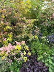 RHS Chelsea 2026 - Final Photos