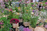 RHS Badminton Flower Show 2026