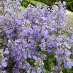 RHS Chelsea 2026 - Final Photos