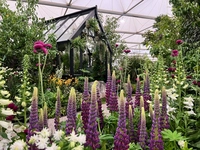 RHS Chelsea Flower Show 2025 Exhibit