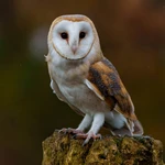 Barn Owl - Very big nestbox with a special entrance