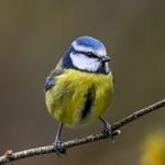 Nest Box Guide - Small entrace holes