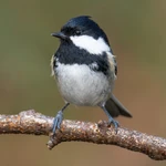 Coal Tit - Small nestbox with 25mm hole