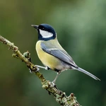 Great Tit - Small nestbox with 28mm hole