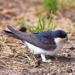 House Martin - A special design nest with entrance hole