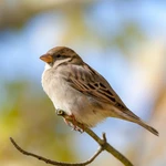 House Sparrow - Small nestbox with 32mm hole