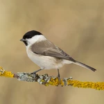 Marsh Tit - Small nestbox 25mm with hole