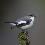 Pied Flycatcher - Small nestbox with 28mm hole