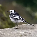 Nest Box Guide - Open-fronted Boxes