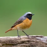 Redstart - Small nestbox with hole