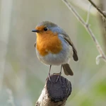 Robin - Open-fronted nestbox