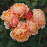 Rosa 'Crème Brûlée' - Bred by Rosen Tantau