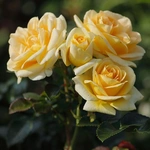 Rosa 'Luna' - Bred by Rosen Tantau