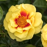 Rosa 'Orienta Aylin' - Bred by Rosen Tantau