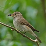 Spotted Flycatcher - Open-fronted nestbox