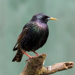 Starling - Large nestbox with 45mm hole