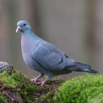 Stock Dove - Very big nestbox with a large entry hole of at least 150mm