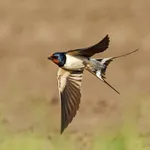 Swallow - Open cup nest