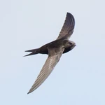 Nest Box Guide - Special Requirements