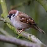Tree Sparrow - Small nestbox with 28mm hole