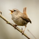 Wren - Open-fronted nestbox