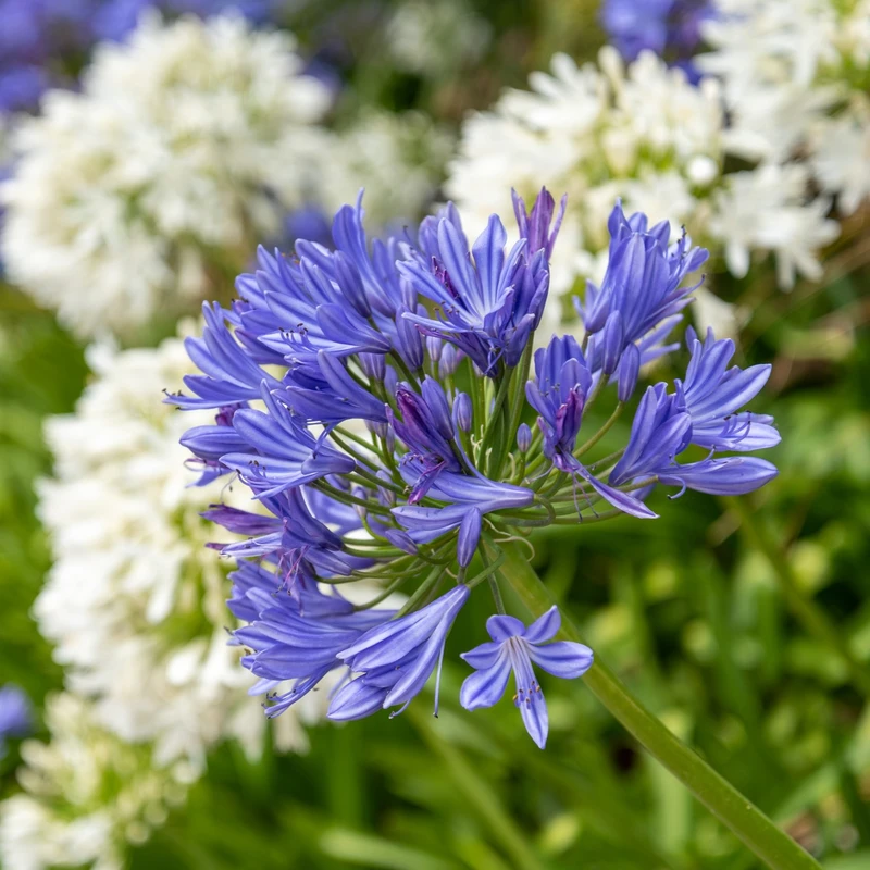 Agapanthus