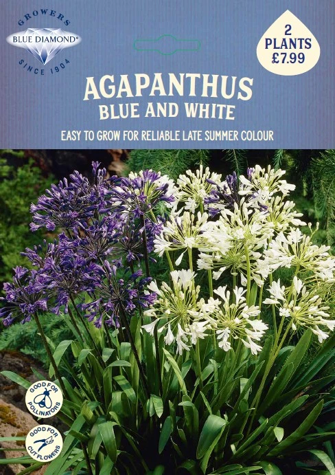 Agapanthus Blue and White