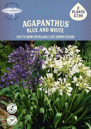 Agapanthus Blue and White