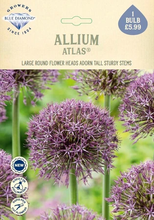 Allium Atlas NE