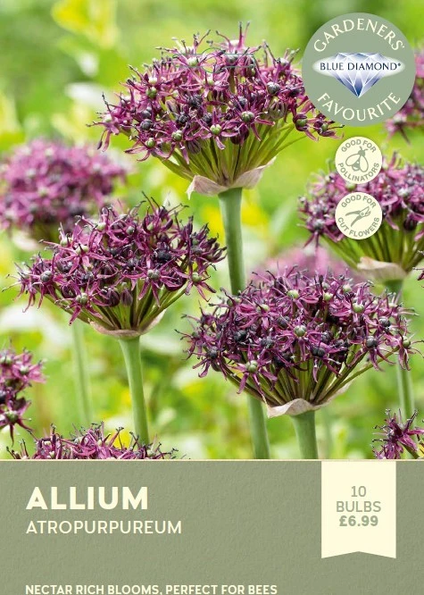 Allium Atropurpureum