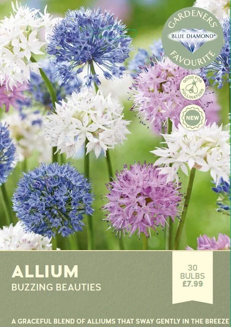 Allium Buzzing Beauties