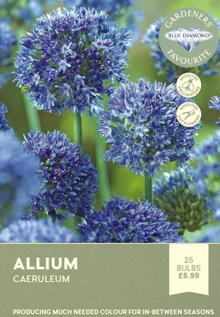 Allium Caeruleum