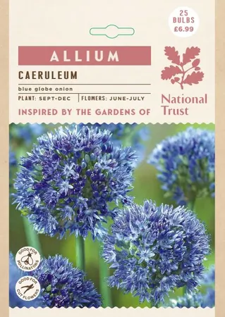 Allium Caeruleum GF - image 2