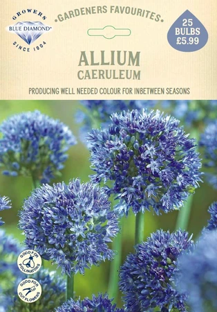 Allium Caeruleum GF - image 1