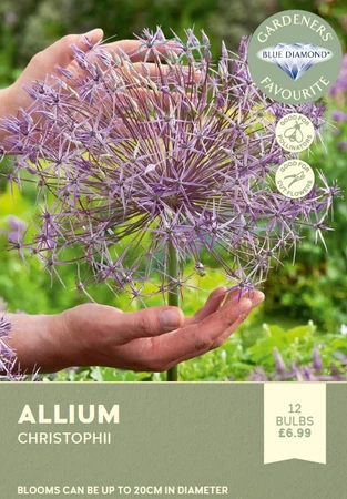 Allium Christophii