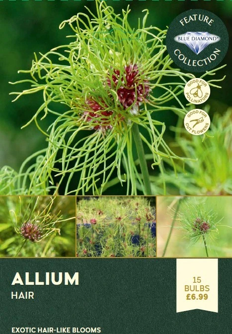 Allium Hair