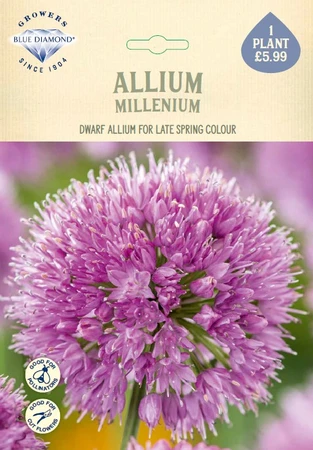 Allium Millenium